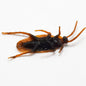 Halloween Simulation Cockroach Tidy Funny Disgusting Scary Toys